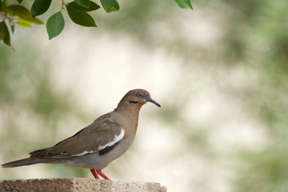 White-winged Dove perched in a tree, a species known to pollinate.