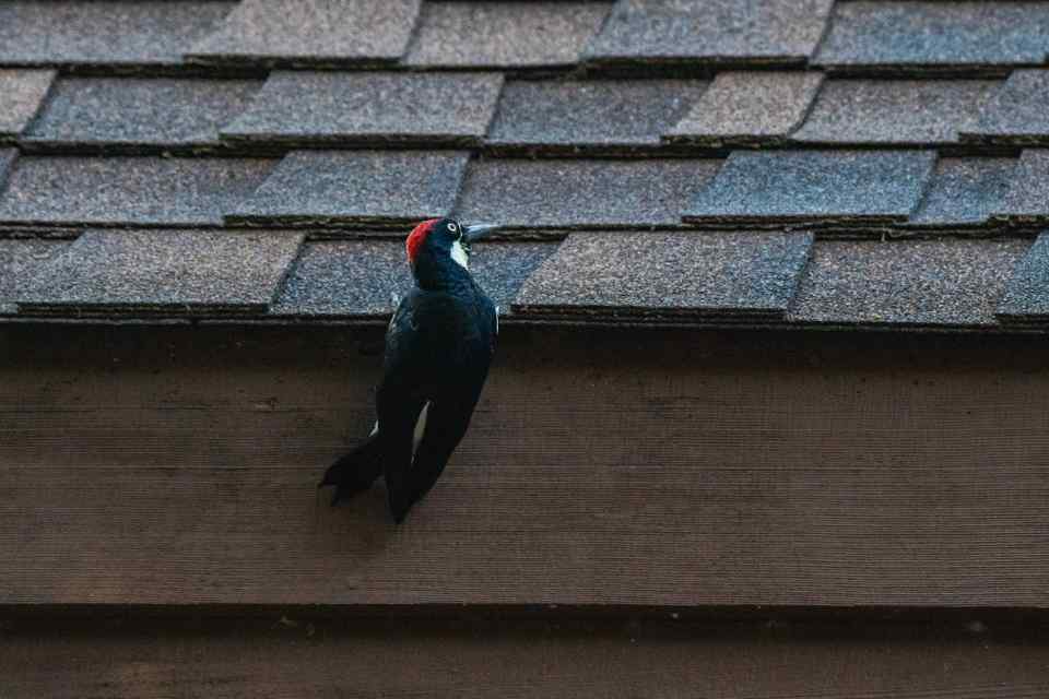 An Acorn Woodpecker pecking on rooftop shingles.