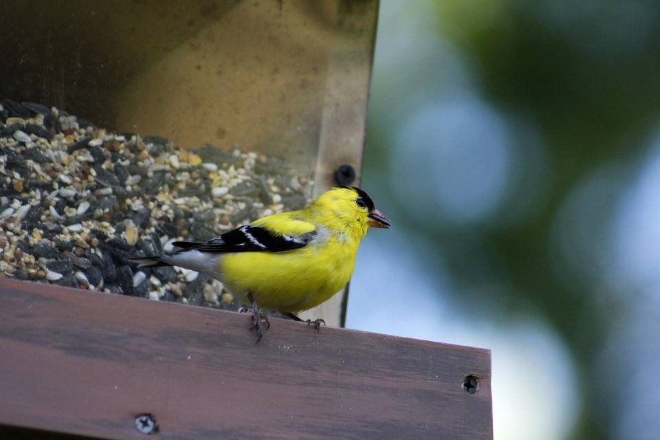 An American Goldfinch eating black-oil sunflower seeds from a bird feeder.
