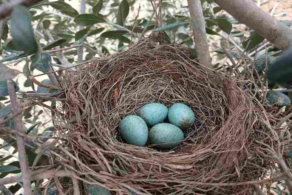 American Robin nest with bright blue eggs nestled in a tree.