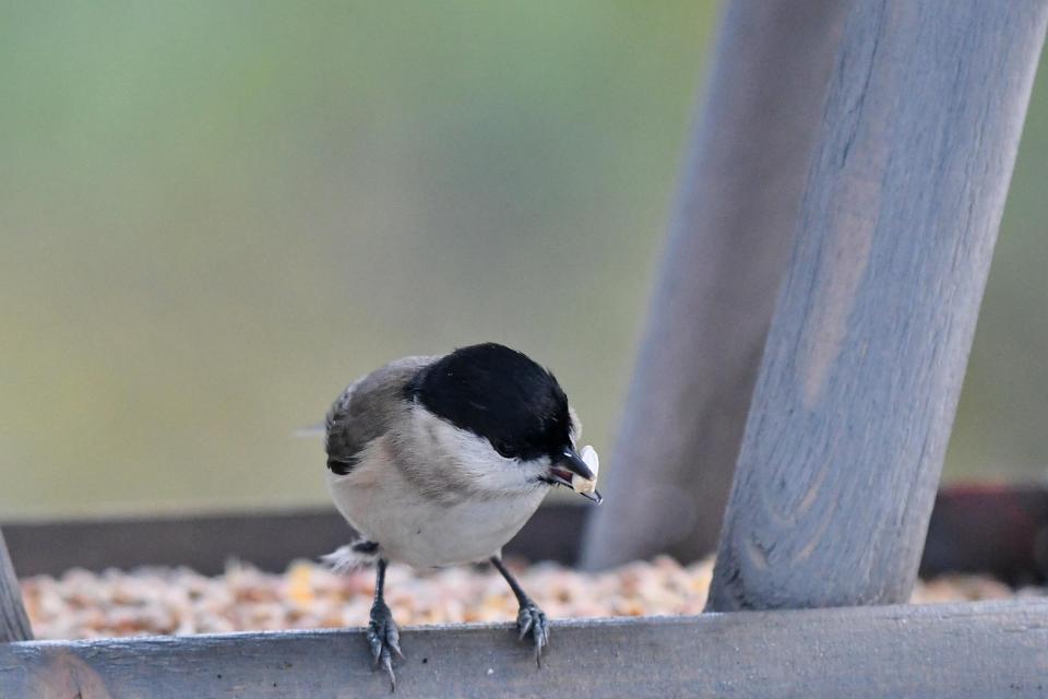 A Black-capped Chickadee feeding on mold-free seeds from a backyard bird feeder.