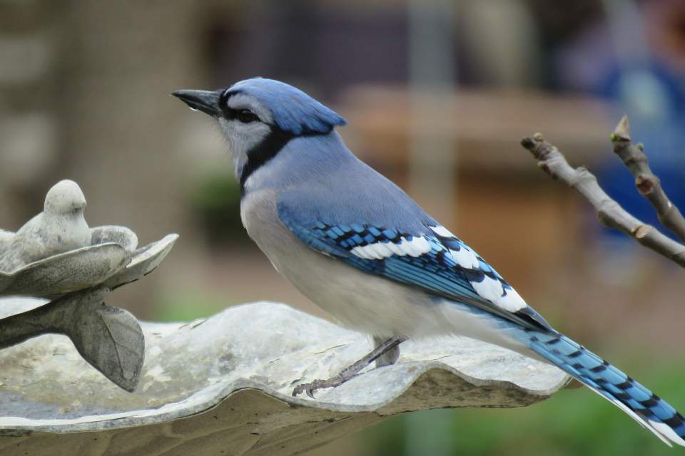 A Blue Jay drinking water from a backyard bird bath.