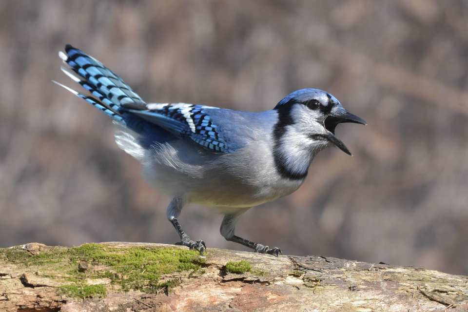 A Blue Jay imitating different bird sounds.