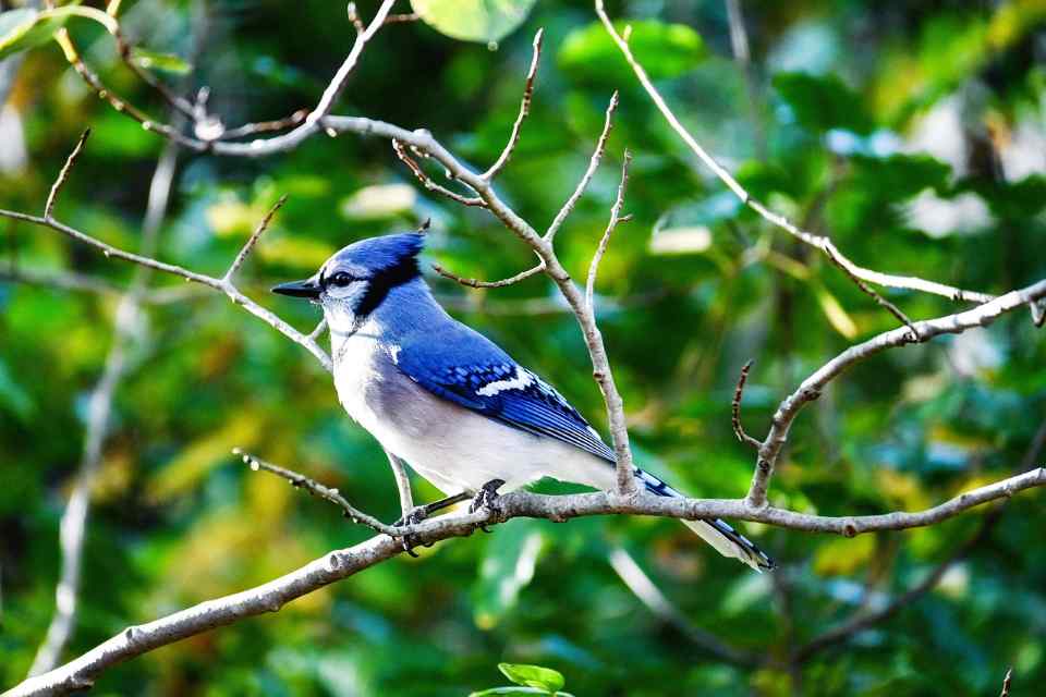 A Blue Jay perched in a backyard tree.