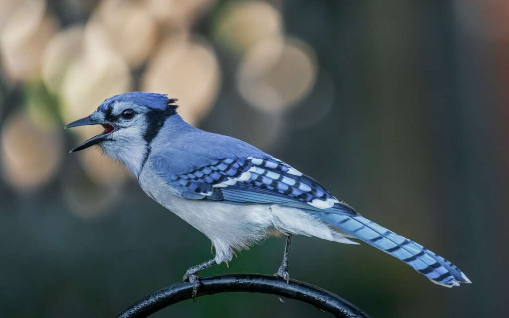 Blue Jay perched on a backyard feeder calling loudly, displaying vibrant blue and white plumage.