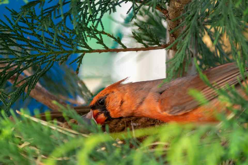 A male Northern Cardinal feeding its hatchlings in nest.
