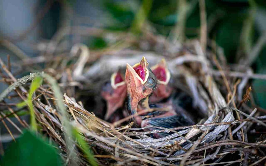 Cardinal hatchlings in nest.
