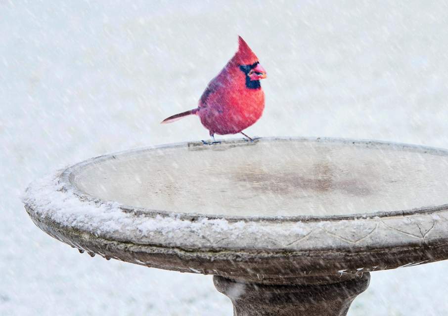 A Northern Cardinal perched on the edge of a frozen bird bath in winter.