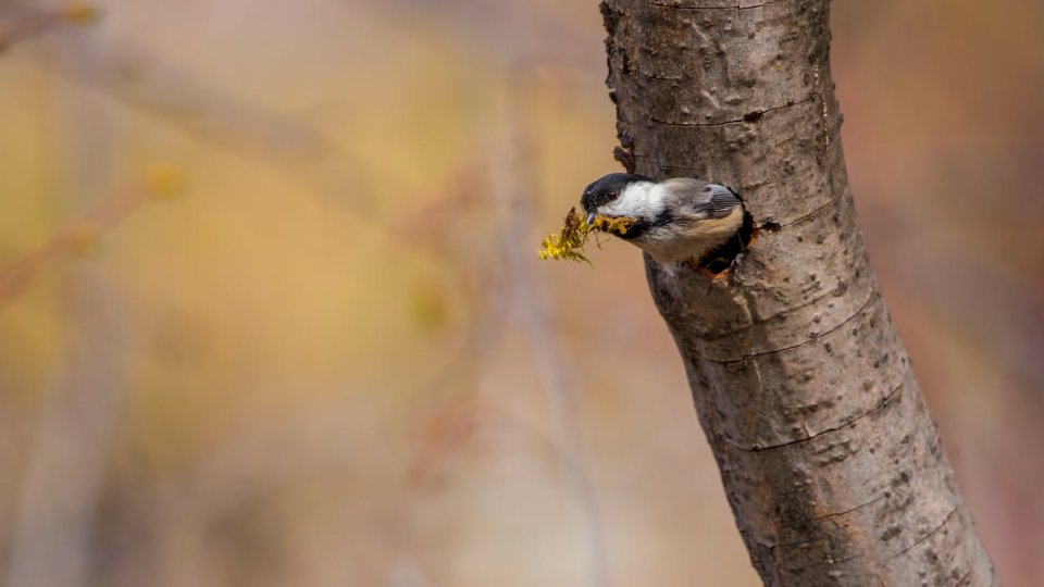 A chickadee building a nest in a tree cavity.