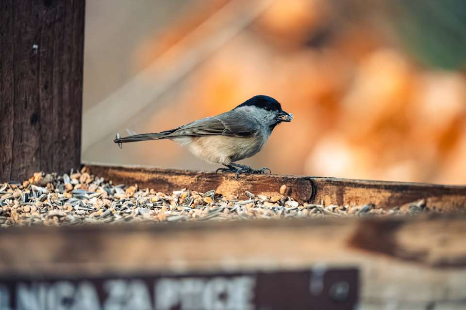 A chickadee feeding on seeds at a backyard feeding station.