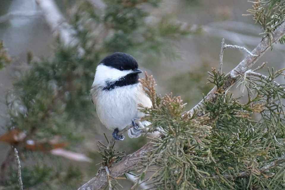 A chickadee perched in a juniper tree.