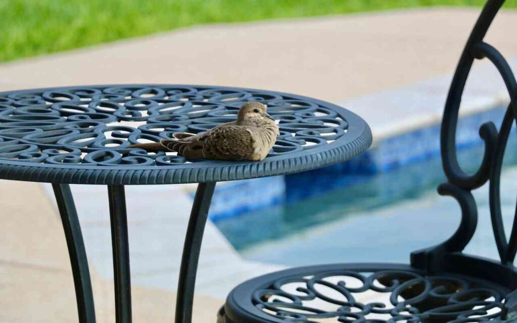 A dove resting on a patio table.