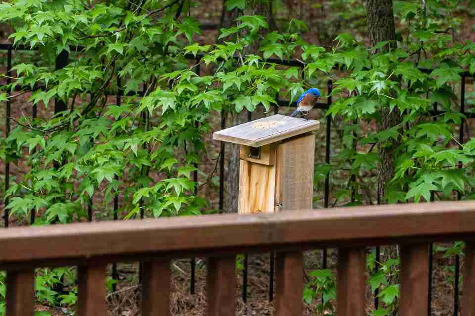 Eastern Bluebird building a nest in a backyard nesting box.