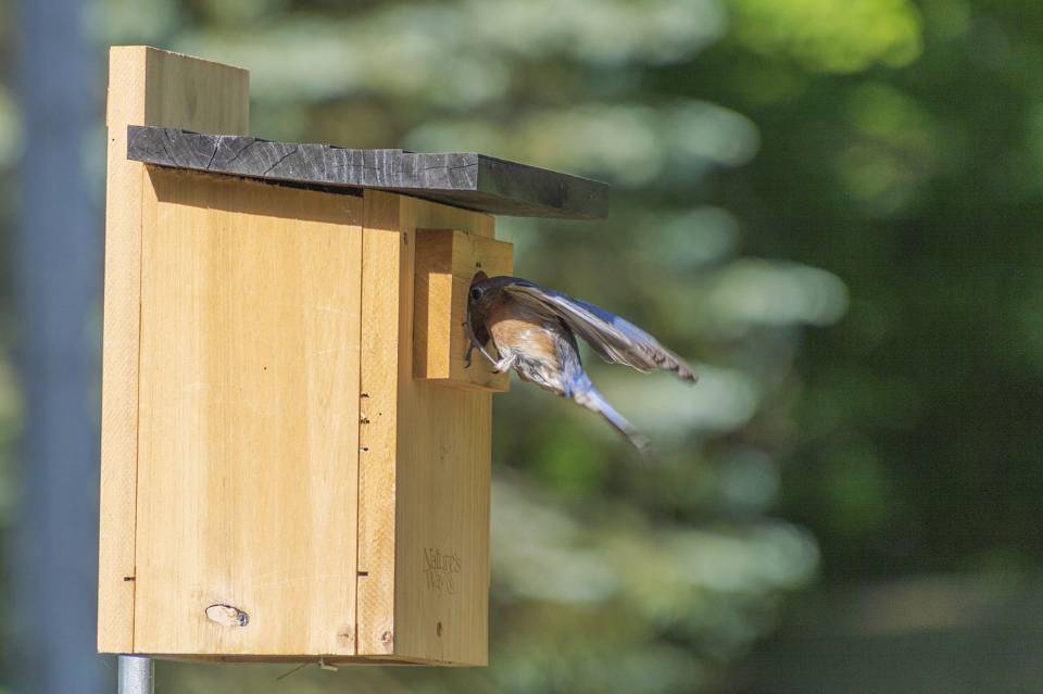 An Eastern Bluebird entering a backyard nesting box.