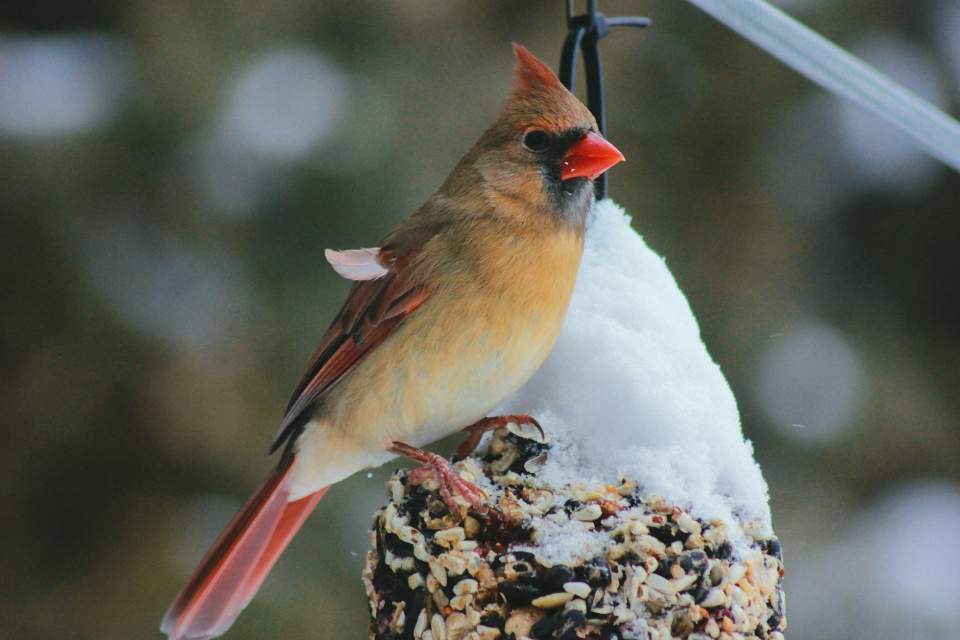 A female cardinal feeding on seeds at a backyard feeding station in winter.