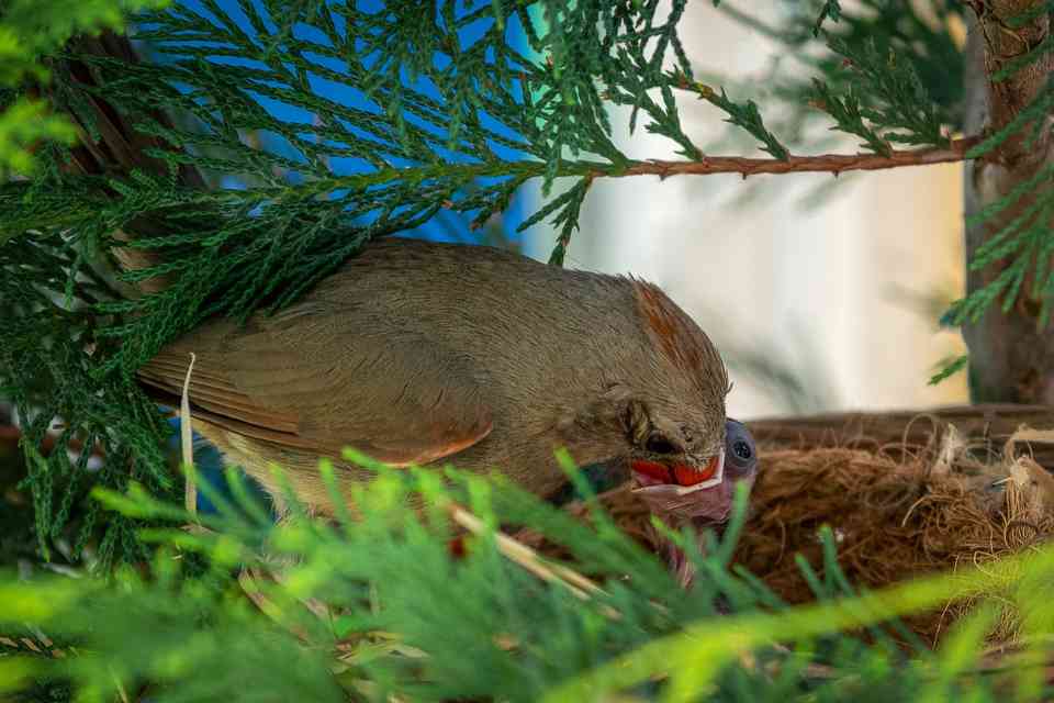 A female cardinal feeding its hatchlings in the nest.
