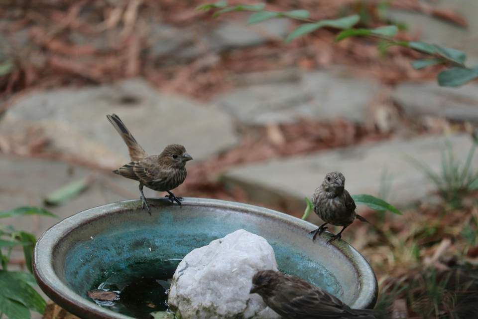 A pair of finches in winter plumage perched on the edge of a backyard bird bath.