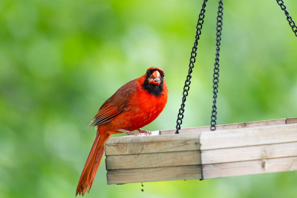 A Northern Cardinal feeding on sunflower seeds at a backyard platform feeder.