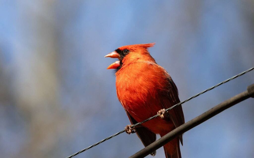 Northern Cardinal singing while perched on a wire, showing vibrant red feathers.