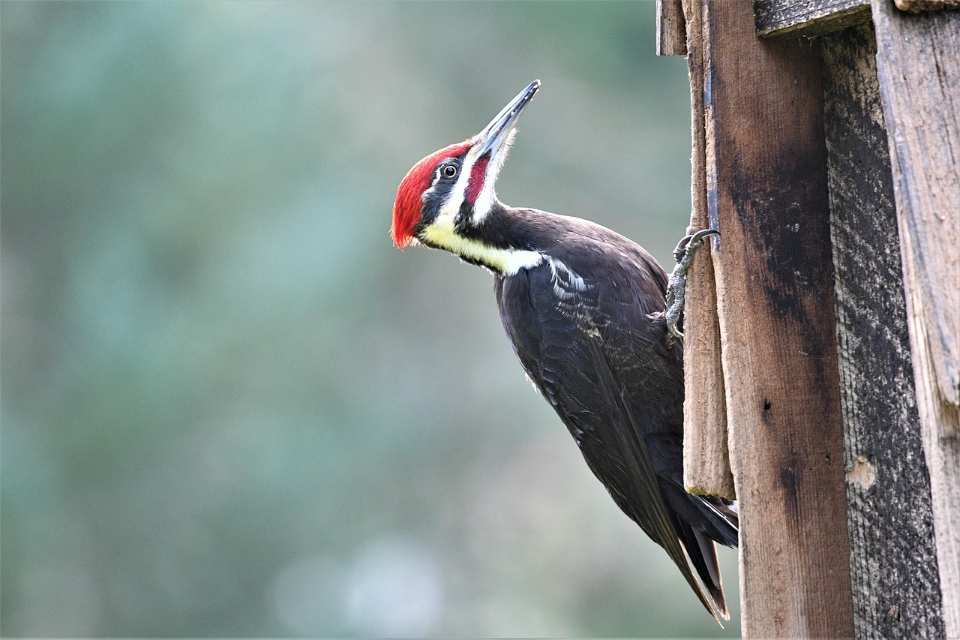 Pileated woodpecker pecking on a wooden garage wall.