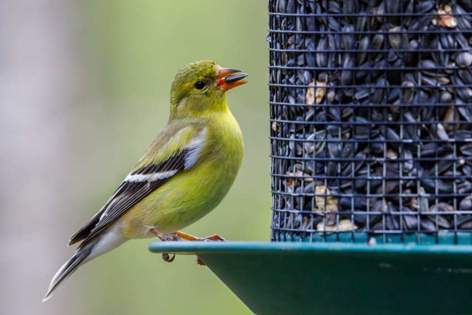An American Goldfinch feeding on sunflower seeds from a backyard feeder.