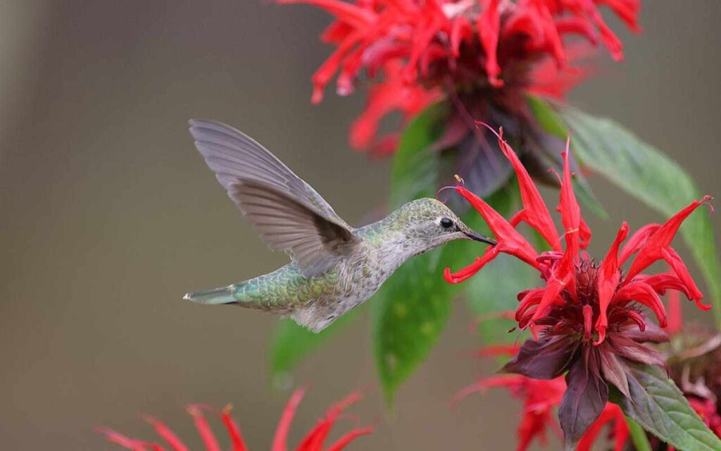 Anna’s Hummingbird feeding on a flower, transferring pollen while sipping nectar.