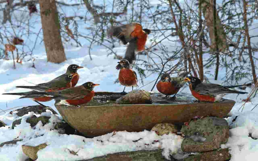 American Robin's enjoying a heated backyard bird bath in Maine.