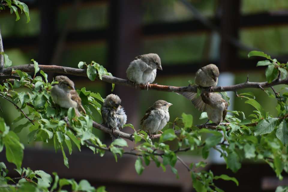 A cute group of sparrows in a backyard tree.