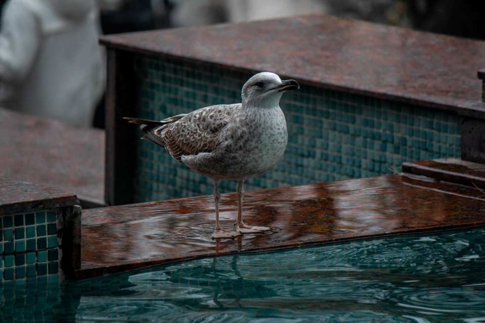 A Gull drinks water at a swimming pool