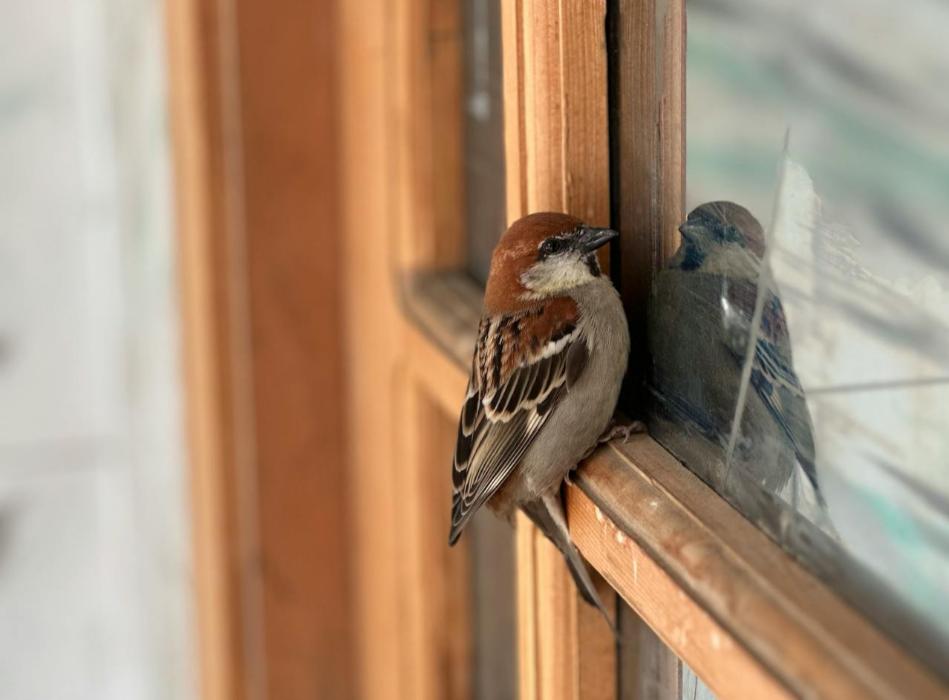 A House Sparrow almost flies into a house window.