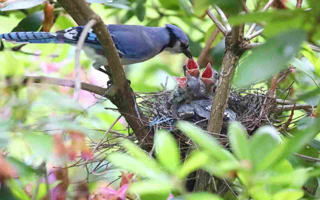 A blue jay feeding its nestlings.