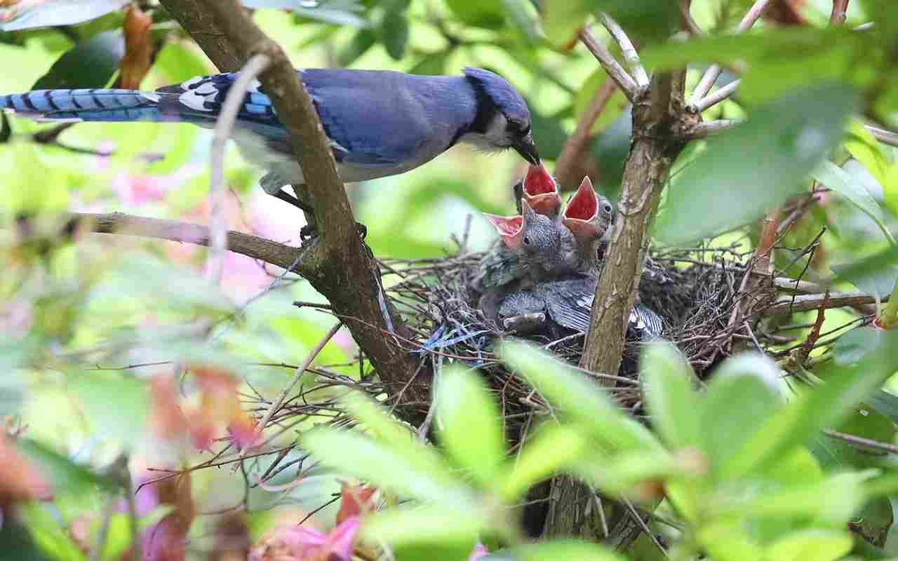 A blue jay feeding its nestlings.