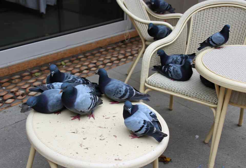 A group of pigeons lounging on a worn, cream-colored patio set.