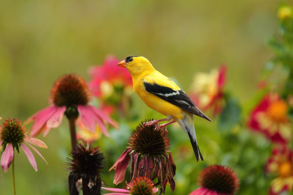 An American Goldfinch feeds on coneflower seeds.