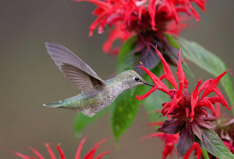 An Annas Hummingbird sucking nectar from a Bee Balm flower.