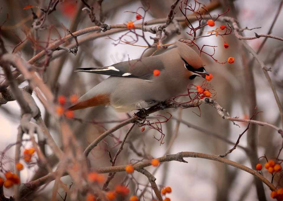 A Bohemian Waxwing feeding on a Hawthorn tree in fall.