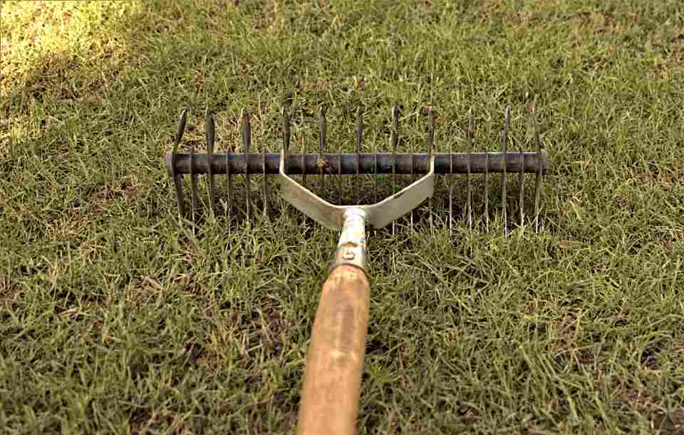 Gardener using a hand scarifier on a suburban lawn to loosen soil and prepare for seeding, demonstrating proper lawn prep to protect grass seed from birds.