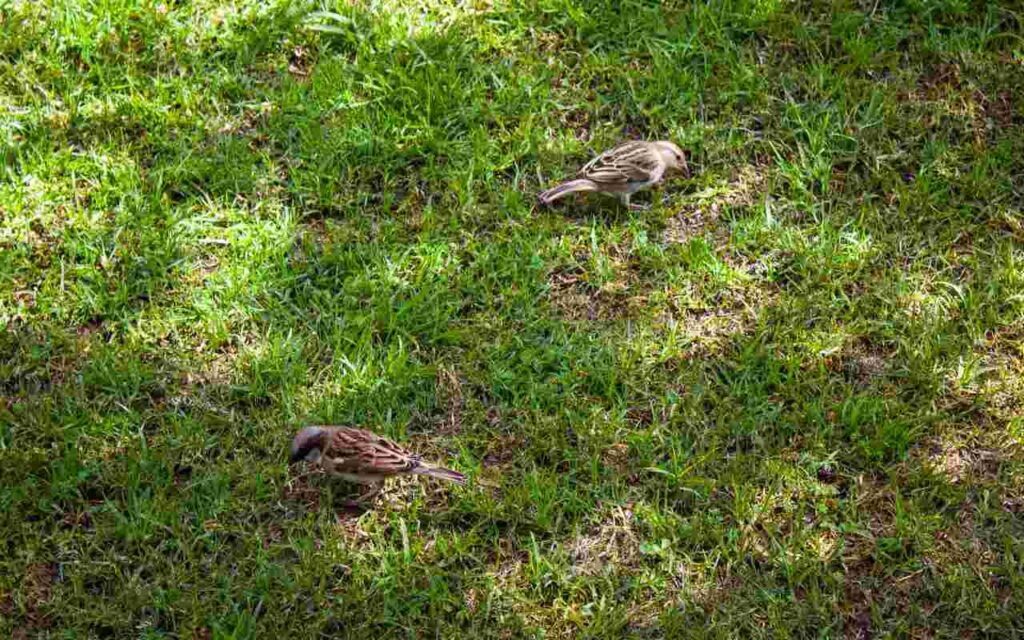 Freshly seeded suburban lawn with small patches of bare soil, house sparrows nearby, demonstrating how to keep birds away from grass seed.