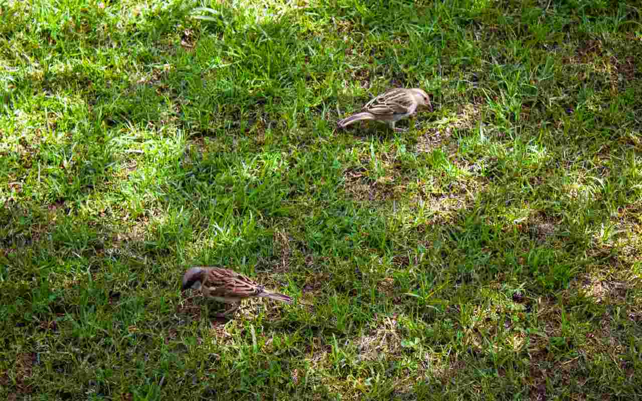 Freshly seeded suburban lawn with small patches of bare soil, house sparrows nearby, demonstrating how to keep birds away from grass seed.