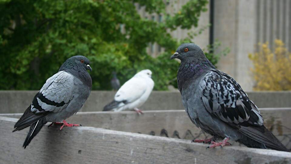 A few pigeons perched on an apartment balcony in Toronto.