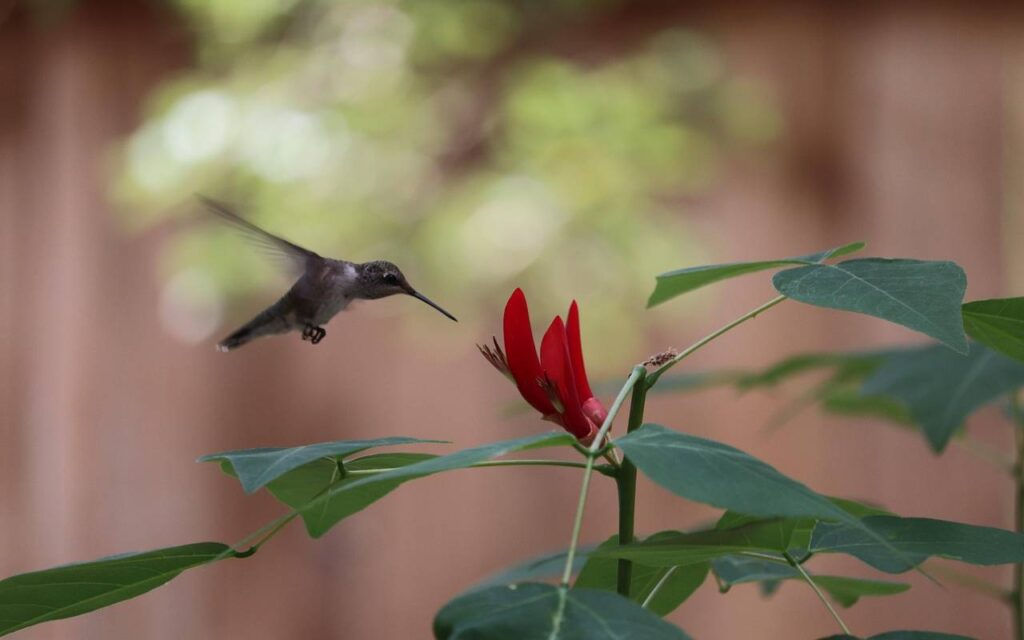 A Ruby-throated Hummingbird approaching an Eastern Coralbean flower.