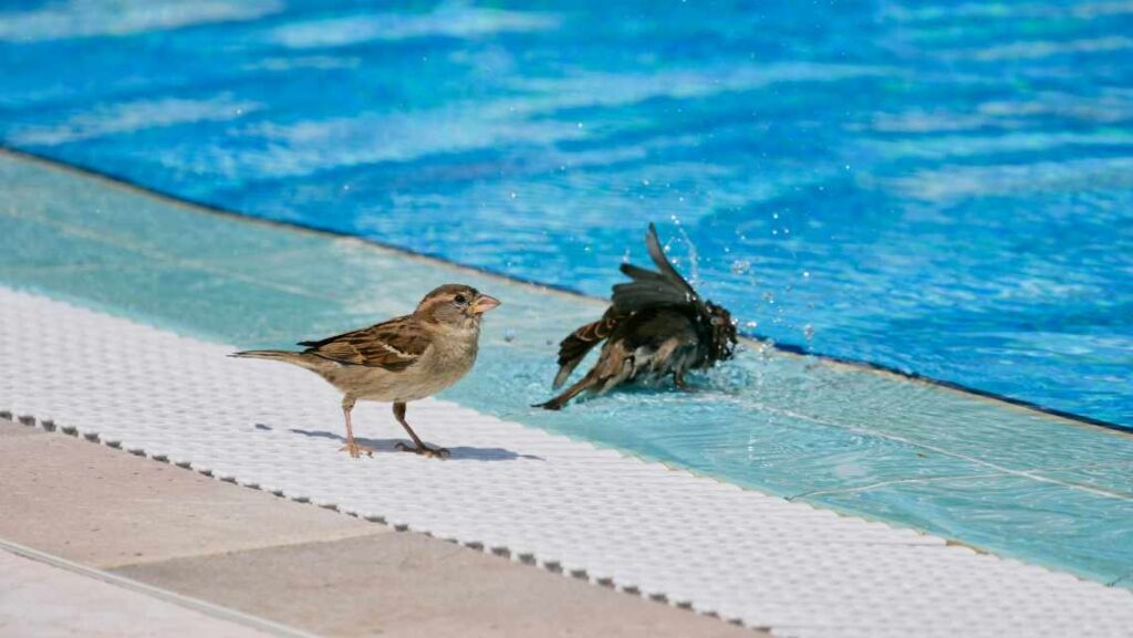 A couple of sparrows taking a bath in a backyard swimming pool.