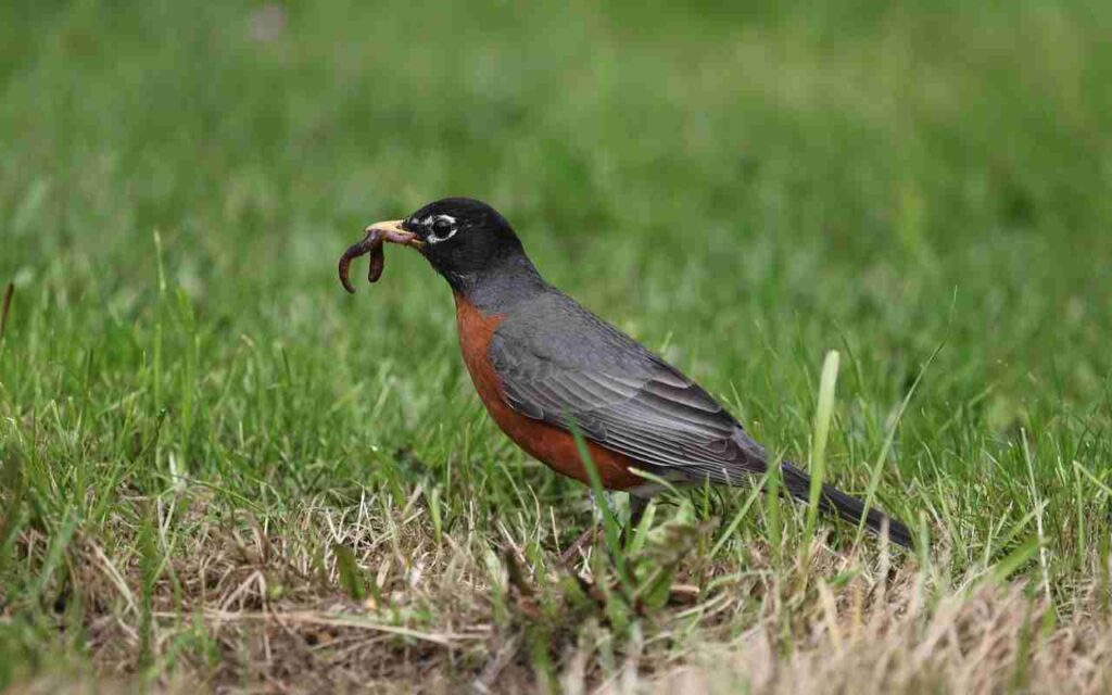 An American Robin with an earthworm in its beak.