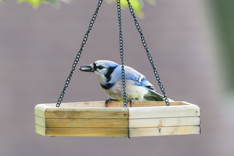 A blue jay feeding at a backyard platform feeder.