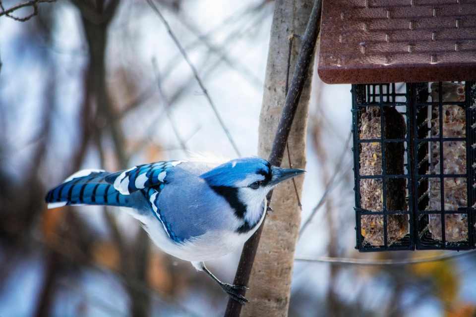 A Blue Jay feeding at a suet feeder in winter.
