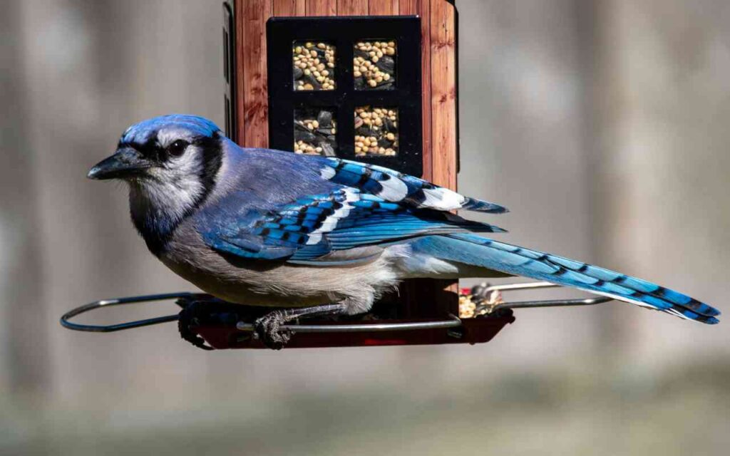 A Blue Jay perched on a backyard bird feeder.