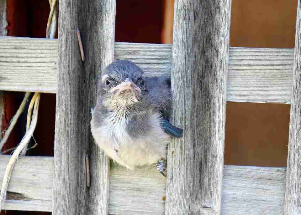 Recently fledged blue jay during the critical post-nest dependency period, when parents continue feeding nearby.