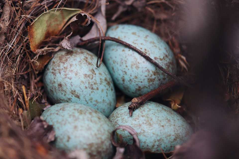 A Blue Jays nest with eggs.