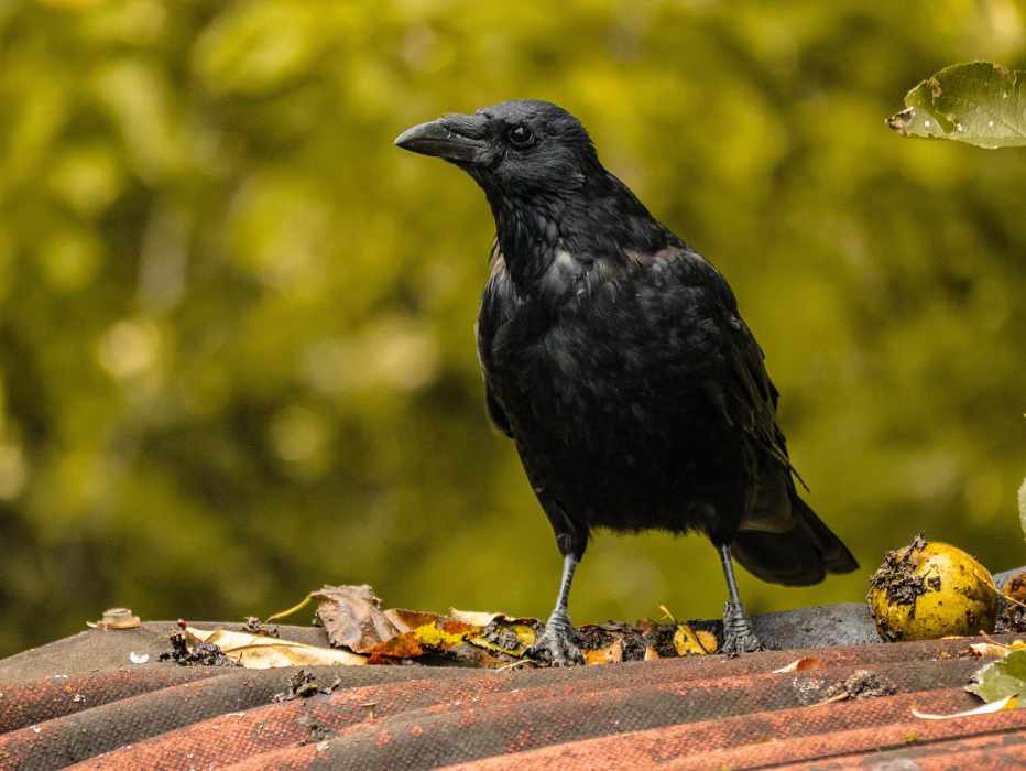 American Crow eating fallen overripe fruit in a backyard.