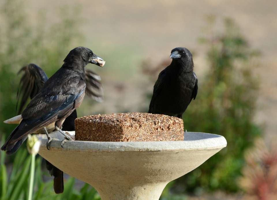 A few crows feeding on suet at a backyard bird feeding station.